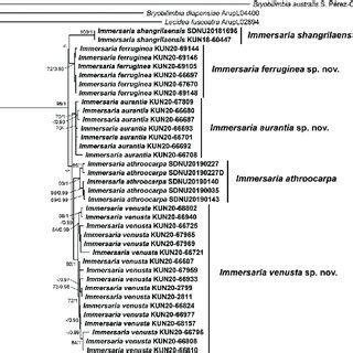 Phylogenetic Tree Constructed From Maximum Likelihood Analyses In