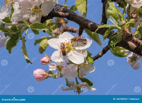 Honey Bee, Pollination Process Stock Image - Image of garden, pollen: 146780023