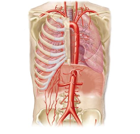 Abdominal Arteries Diagram Quizlet