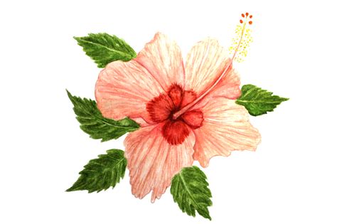 Pink Hibiscus Flower Drawing