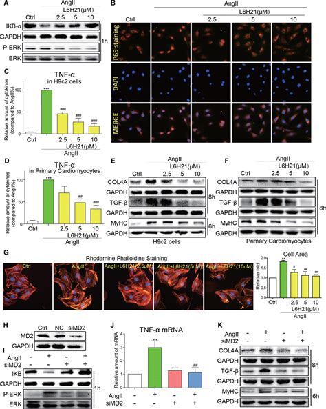 Inhibition Of MD2 Attenuated Ang II Induced Inflammatory Injury In H9c2