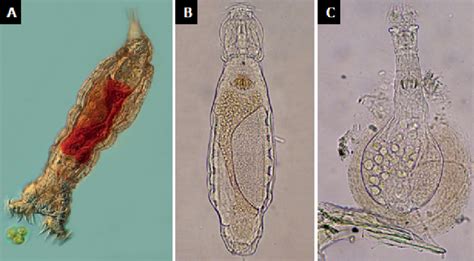 Ejemplos De Rotíferos Del Suelo A Philodina Roseola Bdelloidea