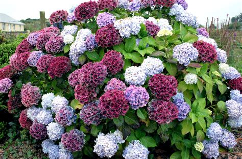 wallpaper hydrangea, bush, colorful HD : Widescreen : High Definition ...