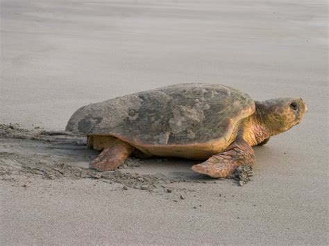 World S Oldest Fossil Sea Turtle Discovered