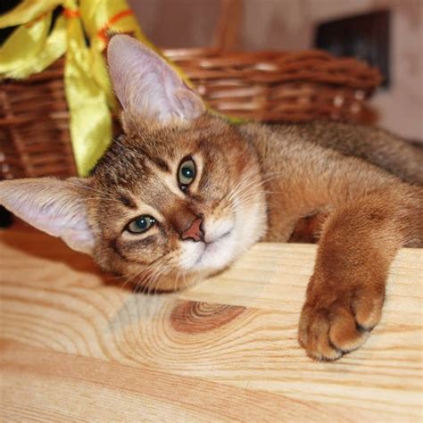 Чаузи Ф1 кошка фото, цена, описание породы кошек Хауси Ф2, где купить ...