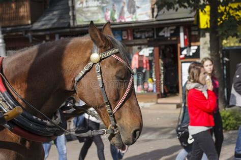 Ko Przy Krupowki Ulic W Zakopane Polska Zdj Cie Stock Editorial