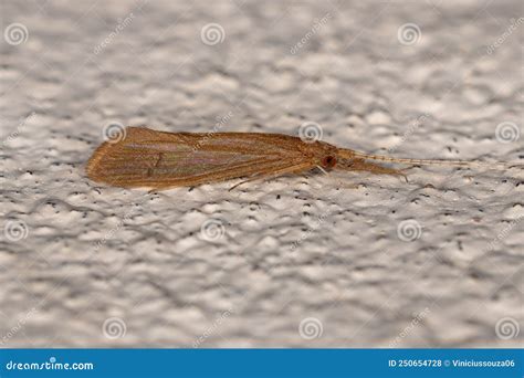 Adult Caddisfly Insect Stock Photo Image Of Trichoptera 250654728