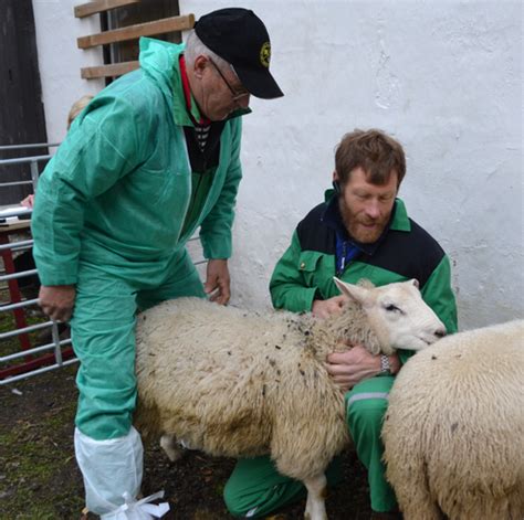 K Ringsdommerkurs I Region St Norsk Sau Og Geit