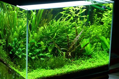 水草メインのアクアリストが語る前景草おすすめ一覧【水草育成図鑑】 | 葉きつねブログ