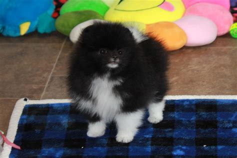 Pomeranian Puppies For Sale - AKC PuppyFinder