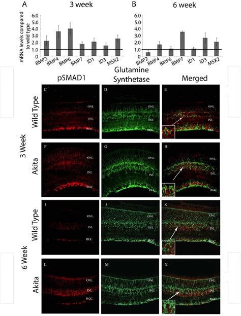 Figure 1 From Chapter 4 Reactive Muller Glia As Potential Retinal