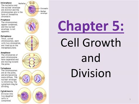 Ppt Chapter 5 Cell Growth And Division Powerpoint Presentation Free