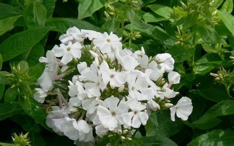 Flame White Dwarf Garden Phlox 1 Gallon Shrub Plants Gardener