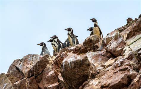 Pingüinos Humboldt En Las Islas Ballestas De Perú Foto De Archivo