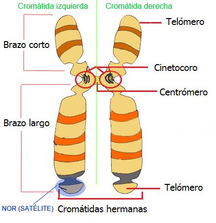 APRENDE y DISFRUTA con las CIENCIAS NATURALES Morfología de los cromosomas