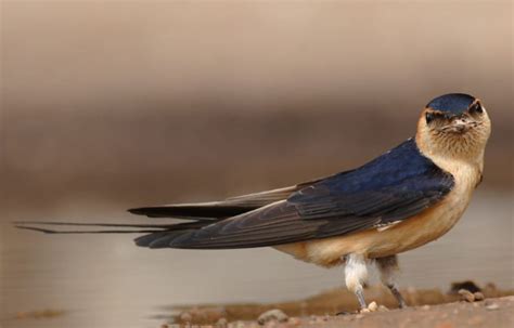 Golondrina 】características Migración Alimentación Y Más