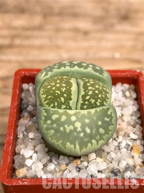 Shpr Lithops Julii Ssp Fulleri V Fulleri Fullergreen South