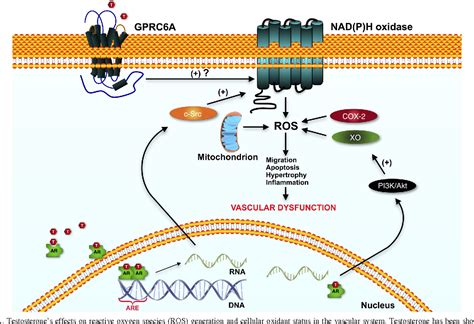 Figure 1 From Reactive Oxygen Species Players In The Cardiovascular