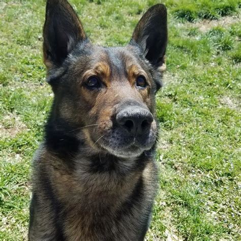 Buena Vista Police Department K9 Hero