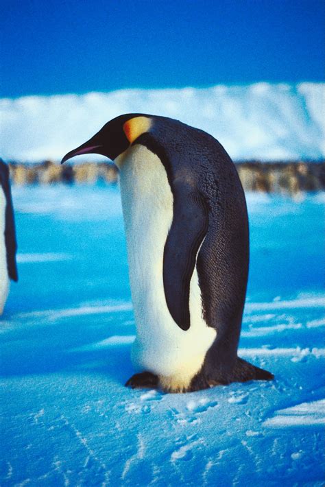 How Do Emperor Penguins Defend Themselves? | Sciencing