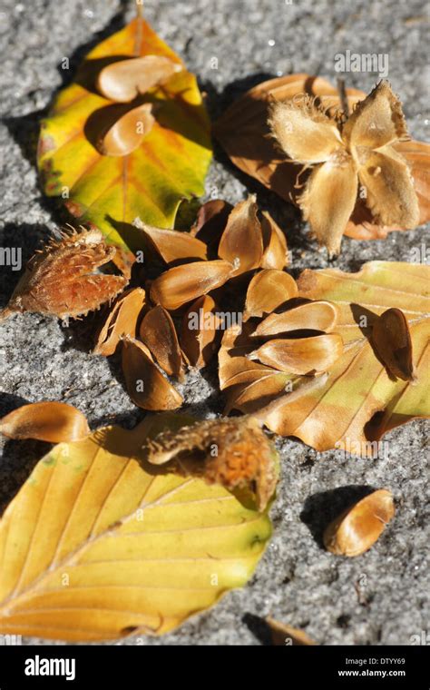 Beech Tree Seeds Stock Photos & Beech Tree Seeds Stock Images - Alamy