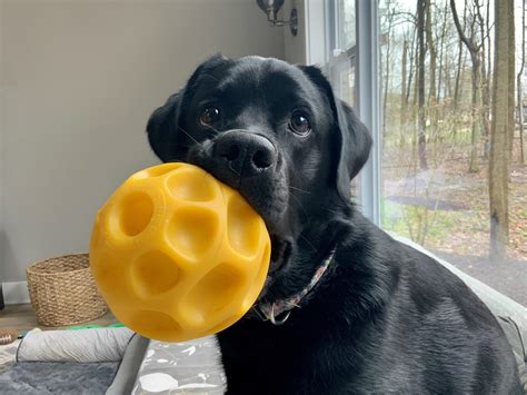 Dog Black Lab Ball Free Photo On Pixabay Pixabay