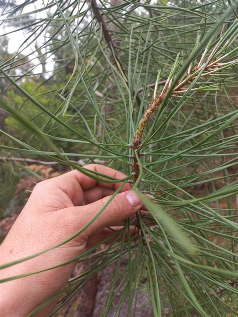 Monterey Pine In November 2023 By Kjell Knable INaturalist