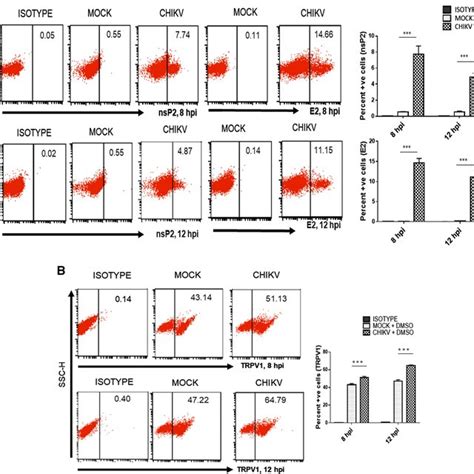 Chikv Upregulates Trpv1 Expression In Macrophages Macrophages Raw