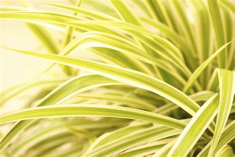 Troubleshooting Yellow Leaves On Spider Plants Gardener’s Path