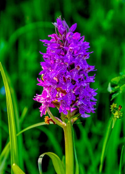 250+ Orchis Militaris Stock Photos, Pictures & Royalty-Free Images - iStock 