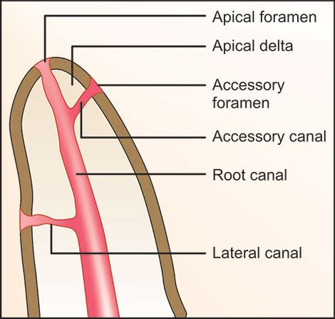 Apical Foramen