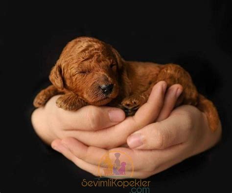 Toy Poodle Orjinal Satılık Yavru Poodle Toy Fiyat