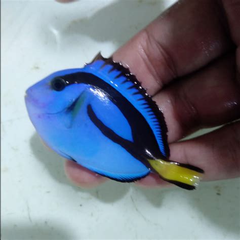 Jual Letter Six / Blue Tang / Ikan Dori - Ikan Hias Laut - M - Kota ...