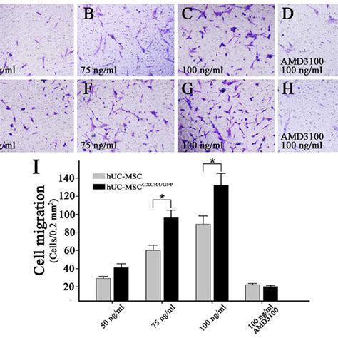 Determination Of Huc Msc Migration With The Transwell Assay Ah Download Scientific