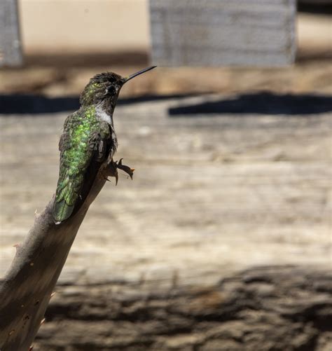 Green Colored Hummingbird Free Stock Photo - Public Domain Pictures