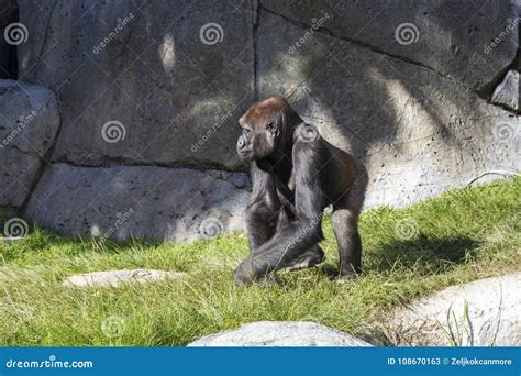 Sub Saharan African Gorilla Walking In Animal Enclosure Stock Image