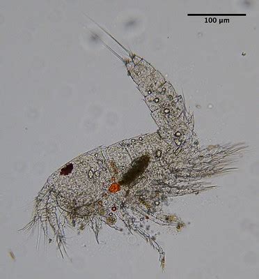 Copepods - Classification, Characteristics, Adaptations and Culture