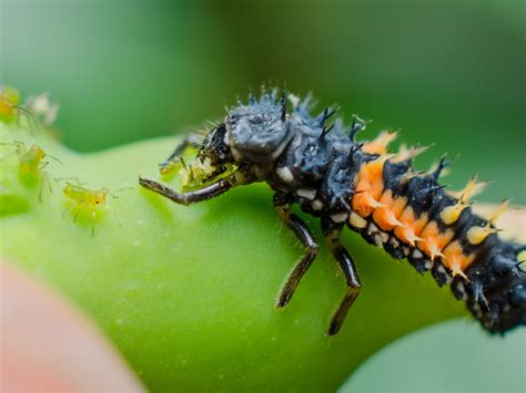 Dan Simon Macrophotography — A Ladybug Larva Feasting On Some Aphids