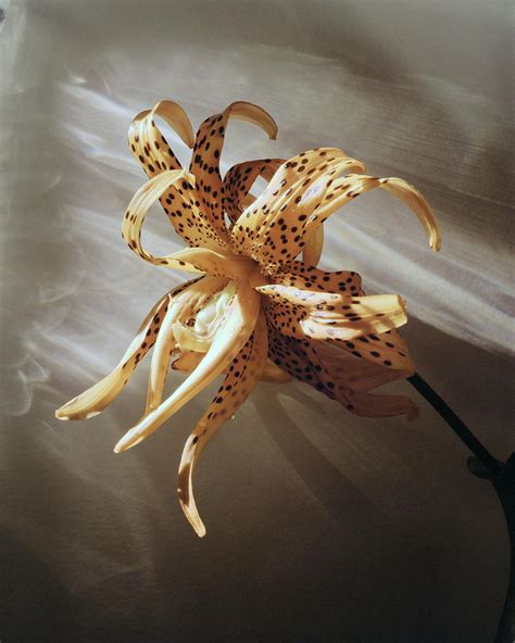 Best Lilium Images On Pholder Botanical Porn Spa Cs And Imaginary Slice Of Life