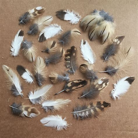 Перья совы набор (мелкие) – купить на Ярмарке Мастеров – 80QAJRU ...