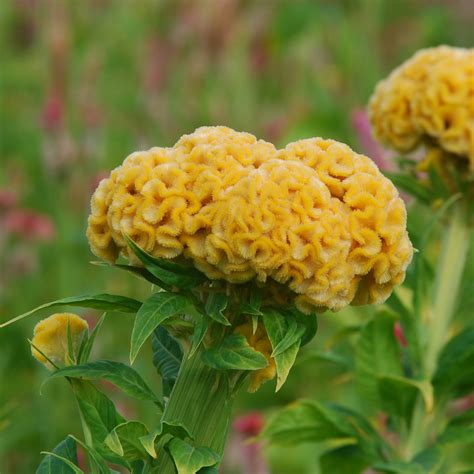 Celosia Cristata Flower Images | Best Flower Site