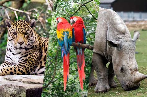 ⚠️ 10 Animales En Peligro De Extinción Sus Causas Y Consecuencias