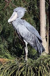 Shoebill Facts Archives - Animal Facts For Kids | Wild Facts