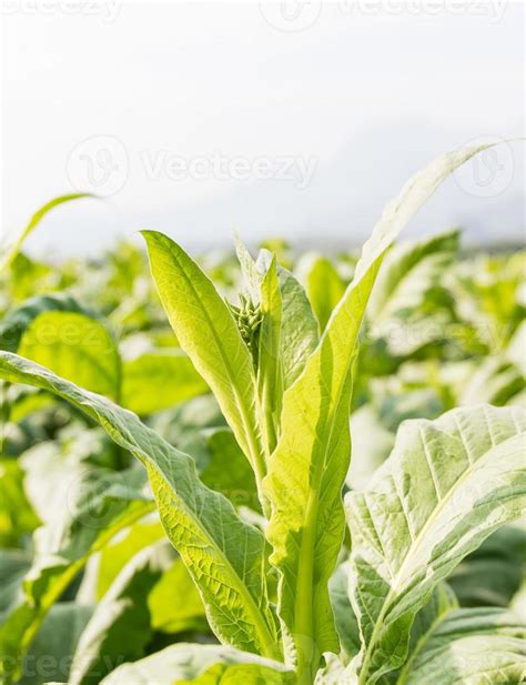 Page 3 | Tobacco Leaves Stock Photos, Images and Backgrounds for Free ...