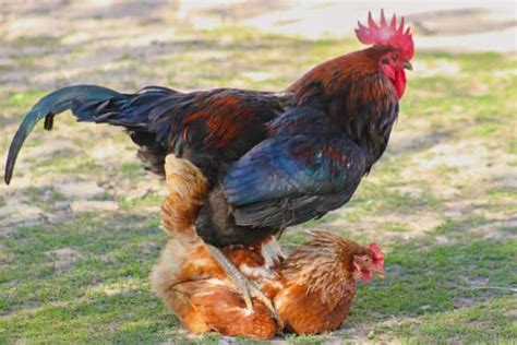 Do Chickens Have Sex To Lay Eggs Chicken Mating Explained