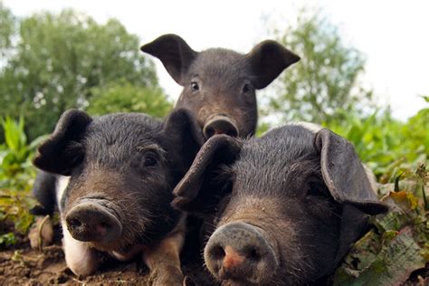 Happy National Pig Day 