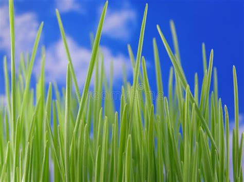 Green Grass Stock Image Image Of Green Blue Rural Nature 2140477