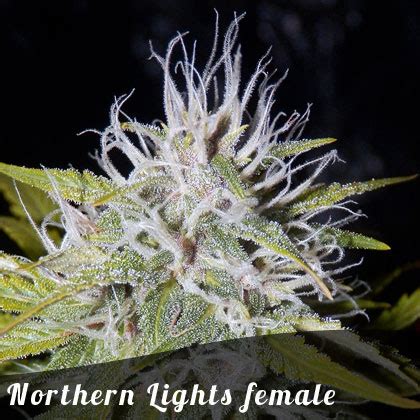 Buy Northern Lights female seeds by Irish Seeds from Cannabisseeds.ie