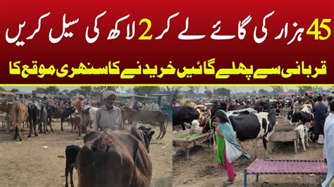 Today Malumor Mandi Jhang Cows Fresh Rates Update Cow Mandi