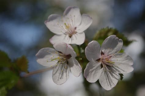 Sakura Fleurir Le Printemps Photo Gratuite Sur Pixabay